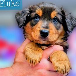 Fluke - Blue merle male Miniature Australian Shepherd puppy in Punta Gorda, Florida from Christie's Creekside Aussies