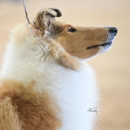 Collies from Meredith's Collies