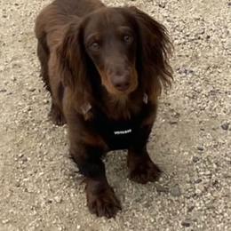Dachshund All Grown Up from Keeping it mini kennels