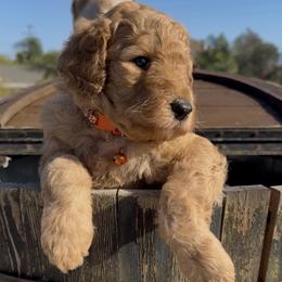Male - Cream male Poodle puppy in Jurupa Valley, California from gucci_bentleys_goldendoodles