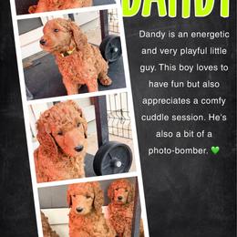 Dandy - Red  male Poodle puppy in Sheridan, California from Renegade Standard Poodles