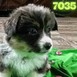 Puppy 8 - Black and tan female Pembroke Welsh Corgi puppy in Port Republic, Maryland from Bestfurends
