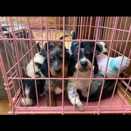 Dachshund Puppies from Long Dog Ranch