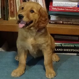 Golden Retriever Puppies from Fetching Goldens, LLC