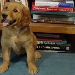 Golden Retriever Puppies from Fetching Goldens, LLC