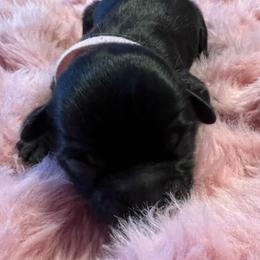 Pink Collar - Daisy - Black and white female Shorkie puppy in Mays Landing, New Jersey from Fancy Paws Shorkies & Shih Tzus