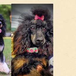 Poodles from Horse Creek Valley Ranch