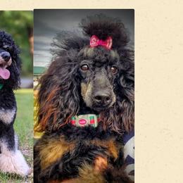 Poodles from Horse Creek Valley Ranch