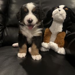 Bernese Mountain Dog Puppies from Blair Berners