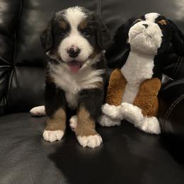 Bernese Mountain Dog Puppies from Blair Berners
