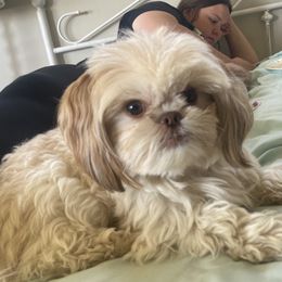 Murphy - Shorkie