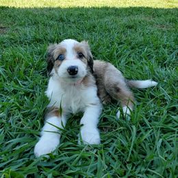 Aussiedoodle Puppies from Southwest Florida Doodles