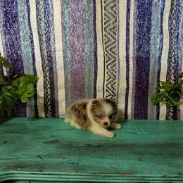 Aurora - Chocolate parti female Pomeranian puppy in Ada, Oklahoma from Once Upon A Puff