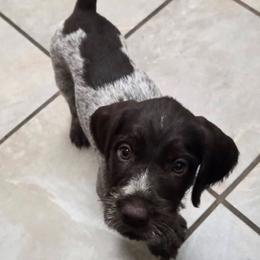 Yellow collar Female - Liver female German Wirehaired Pointer puppy in Mora, Minnesota from Reinberg Kennel