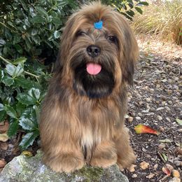 DEWEY Temp. Name Means BELOVED JB2 MALE FLORIDA CHAMPION ANCESTRY - Red male Lhasa Apso puppy in Bell, Florida from Maryann & Kandis