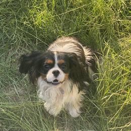 Vito - Cavalier King Charles Spaniel