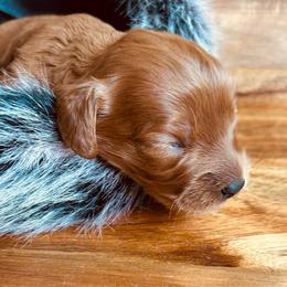 Muffin - Red female Cavapoo puppy in Colorado Springs, Colorado from Blue Cottage Farm Cavapoos