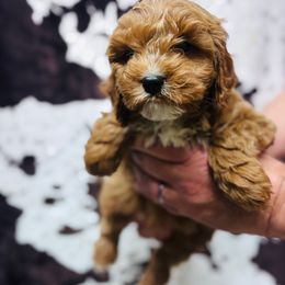 Scone - Red male Cavapoo puppy in Woodleaf, North Carolina from Circle T Ranch K9s