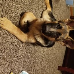 Nova - German Shepherd
