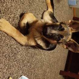 Nova - German Shepherd