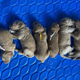 Goldendoodles from Tillie’s House of Doodles