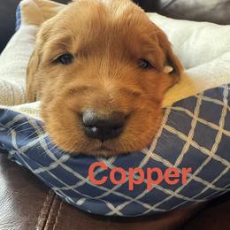 Copper - Dark golden male Golden Retriever puppy in Lebec, California from Socalretrievers