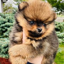 Jack - Orange sable male Pomeranian puppy in Waterloo, Indiana from Garcias Pomeranian