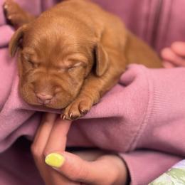 Boy 1 - Golden rust male Vizsla puppy in Port Angeles, Washington from Blacktail Trail Vizslas
