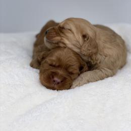 Australian Labradoodle Puppies from Pixie Doodle Paws