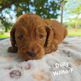 Cockapoo Puppies from Ashley Dedmon