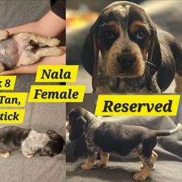 Nala-Yellow-Female - Black tan and bluetick female Beagle puppy in Bemidji, Minnesota from Nse Farms Beagles