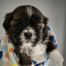 Milo - Brindle Shih Tzu puppy in Wolcottville, Indiana from Ducky's Doodles