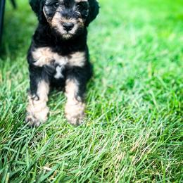 Dachshund, Goldendoodle, and Sheepadoodle Puppies from Doodles & Doxies