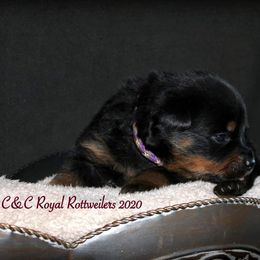 Rottweiler Puppies from C&C Royal Rottweilers