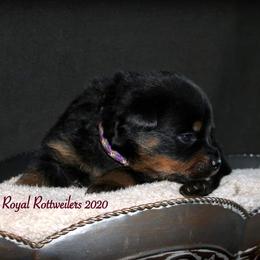 Rottweiler Puppies from C&C Royal Rottweilers
