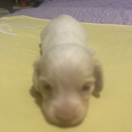 Dachshund puppies from FloriDachs Miniature Dachshunds
