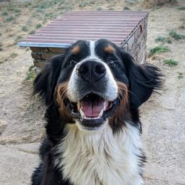 Bernese Mountain Dogs from Black Forest Bernese