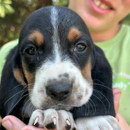 Boy 2 - Black brown and white male Basset Hound puppy in Lindley, New York from Hill Top Basset Hounds & Cane Corso