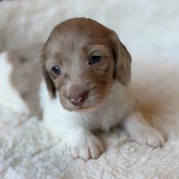 Java - Dapple male Dachshund puppy in Duncanville, Alabama from Bear Creek Dachshunds