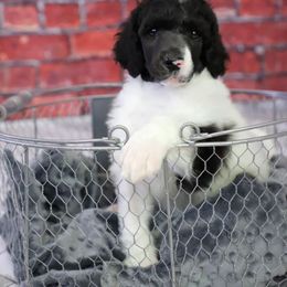 Poodle Puppies from Malone Standard Poodles