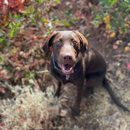 Labrador Retriever All Grown Up from Rocky Mountain Dogs - Utah
