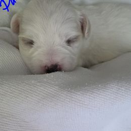 Maltipoo Puppies from Missy's Little Garden