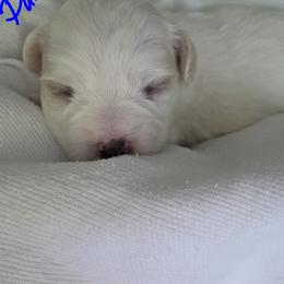 Maltipoo Puppies from Missy's Little Garden