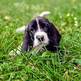 Girl5 - Black and white female Basset Hound puppy in Valley, Washington from Peaceful Valley Paws