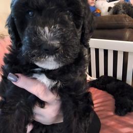 James Dean - Black male Goldendoodle puppy in Springtown, Texas from Country Pups Doodles