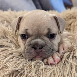 French Bulldog Puppies from Diamond Dog Frenchies
