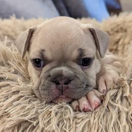 French Bulldog Puppies from Diamond Dog Frenchies