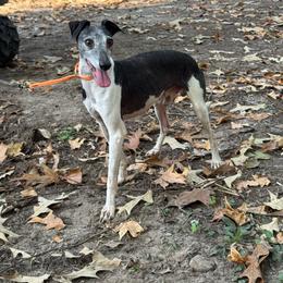 Jack - Italian Greyhound