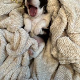 Aussiedoodle, Goldendoodle, and Poodle Puppies from Out West Doodles