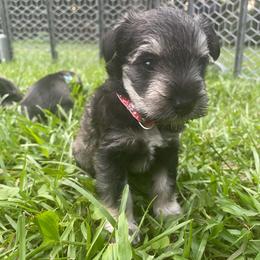 Mickey Red collar - Salt and pepper male Miniature Schnauzer puppy in Anthony, Florida from Amanda Tragash